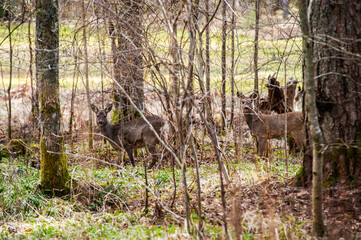 Deer camouflaged in a forest setting.