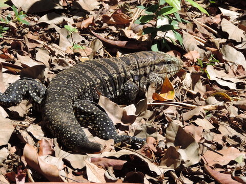Tei&uacute; &eacute; um lagarto geralmente na cor preta com manchas brancas ou amarelas na fase adulta, por&eacute;m seus filhotes para garantir sua sobreviv&ecirc;ncia nascem verdes.