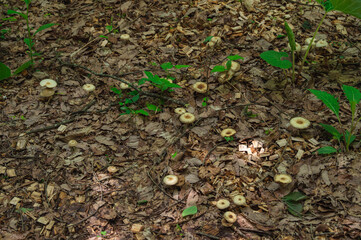 山道に育つキノコ