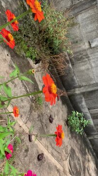 Flores, borboletas e c&atilde;o