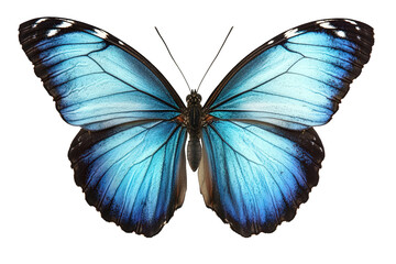 Vibrant blue butterfly with intricate wing patterns isolated on transparent background
