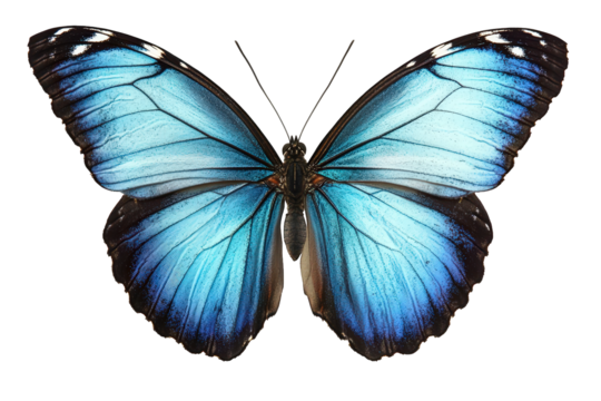 Vibrant blue butterfly with intricate wing patterns isolated on transparent background - Powered by Adobe