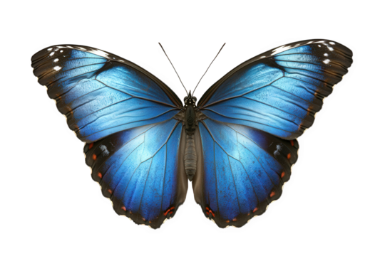 Stunning blue butterfly with detailed wings isolated on transparent background