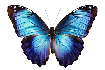 Obraz premium Stunning blue morpho butterfly with intricate wing patterns isolated on white isolated on transparent background