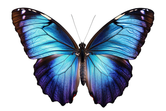 Stunning blue morpho butterfly with intricate wing patterns isolated on white isolated on transparent background