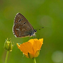 Obraz premium Close-up of a butterfly perched on a bright yellow flower. Soft green bokeh background