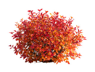 Naklejka premium Round bush with vibrant red and orange autumn leaves on white background. 