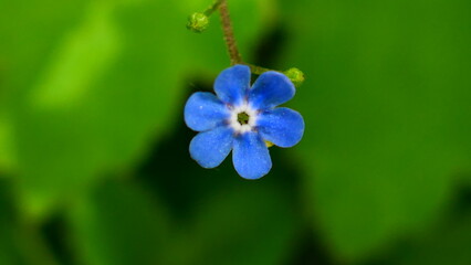 Bl&uuml;ten des Kaukasus Vergissmeinnicht, Burennera macrophylla