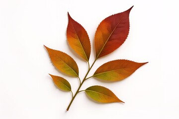 Autumn leaf branch with vibrant red orange and yellow colors on a clean white background