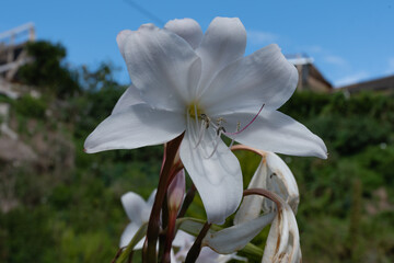 Fototapete bei efototapeten.de bestellen   