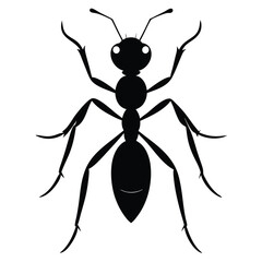 Ant Silhouette Isolated on White Background