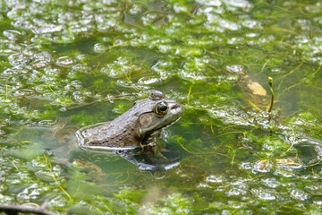 Green frog in a pond
