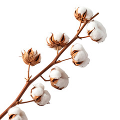 Delicate cotton bolls on a branch against a dark background