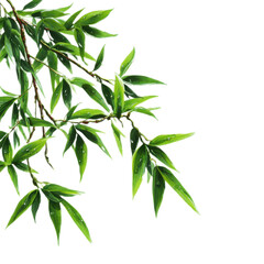 Fototapeta premium A green leafy branch with a few drops of water on it