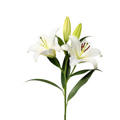 Fototapeta premium Elegant white lilies isolated on transparent background, showcasing their delicate petals and fresh green leaves, a symbol of purity and grace, perfect for weddings, funerals, or any occasion that cal