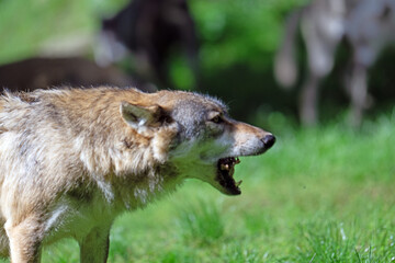 Wolf in the German forest.