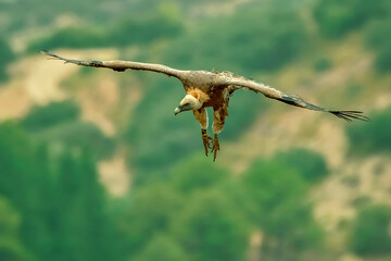 Buitre leonado en vuelo, en el parque natural de Cazorla, Segura y Las Villas.