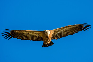 Buitre leonado en vuelo, en el parque natural de Cazorla, Segura y Las Villas.