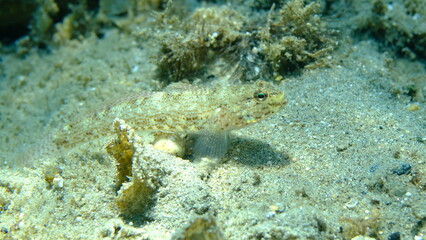 Bucchich's goby (Gobius bucchichi) undersea, Aegean Sea, Greece, Halkidikii, Pirgos beach