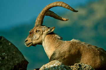 Macho de cabra hispánica pirenaica, en el parque natural de Cazorla, Segura y Las Villas.