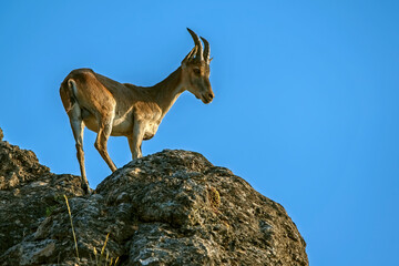 Macho de cabra hispánica pirenaica, en el parque natural de Cazorla, Segura y Las Villas.
