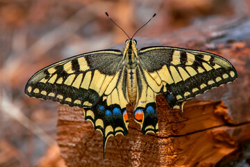 Mariposa Macaón, en el parque natural de Cazorla, Segura y Las Villas.