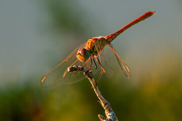 Libélula dragón flecha roja, en el parque natural de Cazorla, Segura y Las Villas.