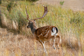 Gamos macho en el parque natural de Cazorla, Segura y Las Villas.