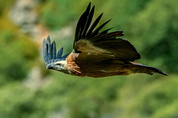 Buitre leonado en vuelo, en el parque natural de Cazorla, Segura y Las Villas.