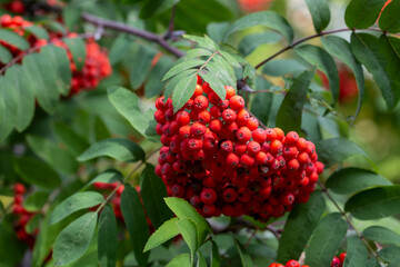 Ripe rowan berries on branches among green leaves. Medicinal plant. Beauty of nature.