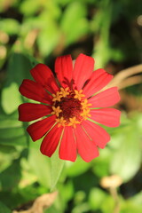 macro photo of a red zinnia flower with beautiful small flowers in the center, located next to a rice field