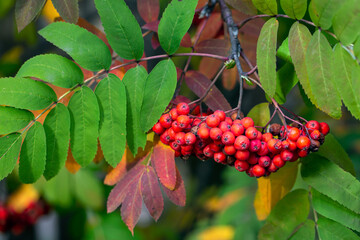 Fototapeta premium Ripe rowan berries and colorful rowan leaves in autumn. Medicinal plant. Beauty of nature. Autumn background.