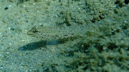 Bucchich's goby (Gobius bucchichi) undersea, Aegean Sea, Greece, Halkidikii, Pirgos beach