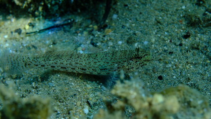 Bucchich's goby (Gobius bucchichi) undersea, Aegean Sea, Greece, Halkidikii, Pirgos beach