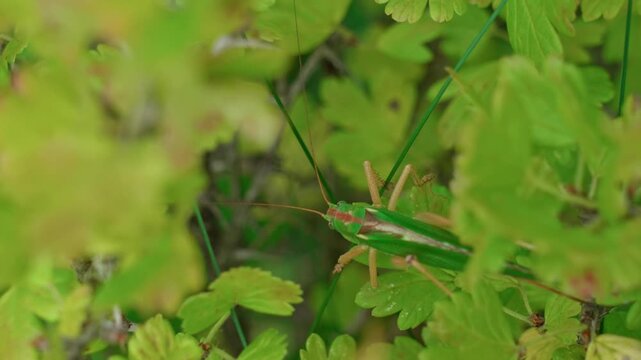 A large green grasshopper among the green gooseberry leaves. It sits, moves, and crawls along the bush.