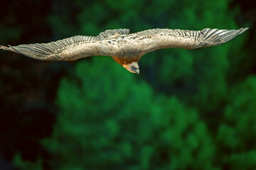 Buitre leonado en vuelo, en el parque natural de Cazorla, Segura y Las Villas.