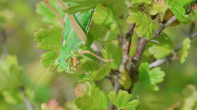 A large green grasshopper among the green gooseberry leaves. It sits, moves, and crawls along the bush.