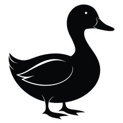 duck isolated on white background