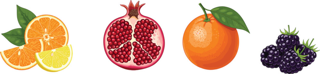 Colorful vector illustration of sliced oranges, juicy pomegranate with seeds, fresh orange with leaf, and blackberry cluster for healthy organic fruit design