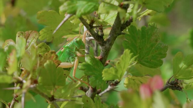 A large green grasshopper among the green gooseberry leaves. It sits, moves, and crawls along the bush.