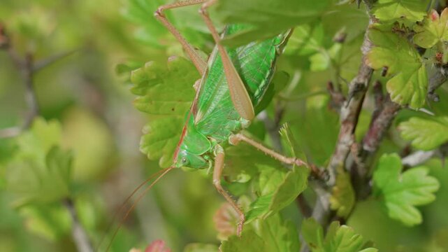 Grasshopper, large and green, moves among the branches of the bush.