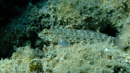 Bucchich's goby (Gobius bucchichi) undersea, Aegean Sea, Greece, Halkidikii, Pirgos beach