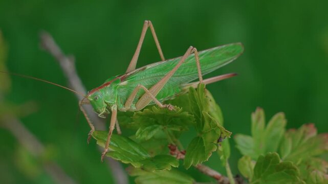 Grasshopper, large and green, moves among the branches of the bush.
