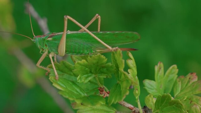 Grasshopper, large and green, moves among the branches of the bush.