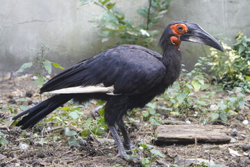 The red-faced ground hornbill (Bucorvus leadbeateri, syn.: Bucorvus cafer), sometimes also called the red-cheeked ground hornbill, belongs to the hornbill family (Bucorvidae). Walsrode Bird Park, D