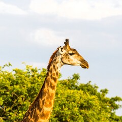 Close-up of a giraffe's head and long neck against a backdrop of foliage and a light sky