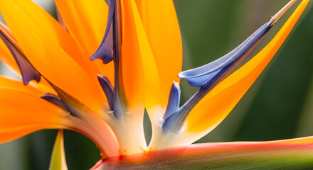 Bird of Paradise Flower Glowing in Neon Purple and Orange