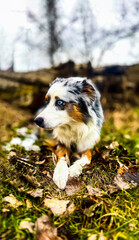 Blue-Eyed Merle Australian Shepherd Lying in Autumn Leaves with Focused Expression