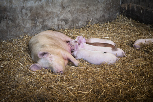 Pigs familly in the farm
