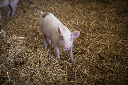 Young pig on the farm